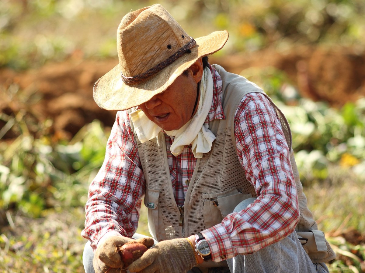 Reconoce a los actores clave de la cadena de comercialización en el agro